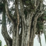 ARBOLES_PATRIMONIALES_03-07-2025_Ph._Cristiam Garcia-05712