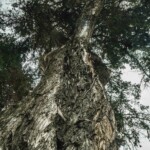 ARBOLES_PATRIMONIALES_03-07-2025_Ph._Cristiam Garcia-05728