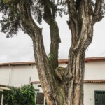 ARBOLES_PATRIMONIALES_03-07-2025_Ph._Cristiam_Garcia-05731