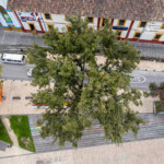 Casuarina