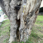 Caucho sabanero Museo Nacional - Foto Ríchard Quitián (1)