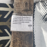 Yarumo Chorro de Quevedo - Ríchard Quitián 2