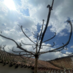 Yarumo Chorro de Quevedo - Ríchard Quitián