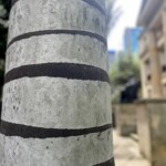 Academia Colombiana de a Lengua - Ríchard Javier Quitián Peña