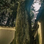 Quinta de Bolívar (5)