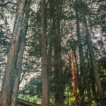 Quinta de Bolívar (7)