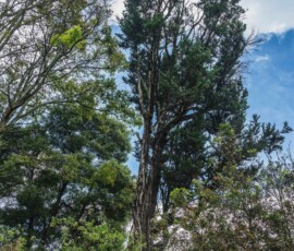 Observatorio Astronómico Nacional (3)